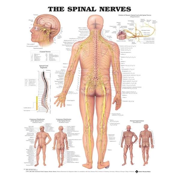 Chart Anatomical The Spinal Nerves 20x26\