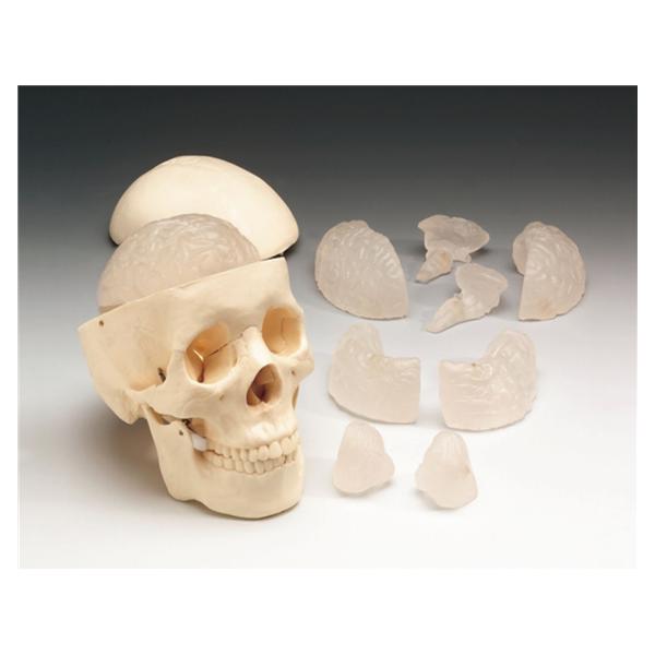 Skull Model Anatomical Budget Ea