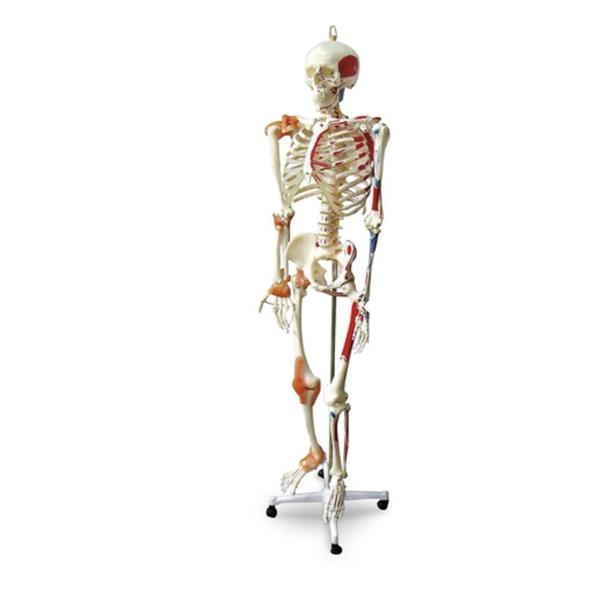 Full-Size Human Skeleton Model Anatomical Each