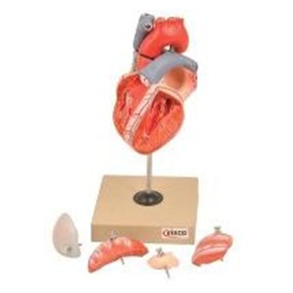 Model Human Heart EISCO Ea
