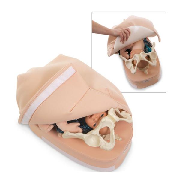 Abdominal Palpation Model Demonstration