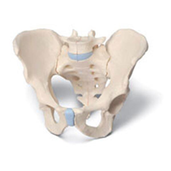 Pelvis Model Anatomical Male 3-Part Ea