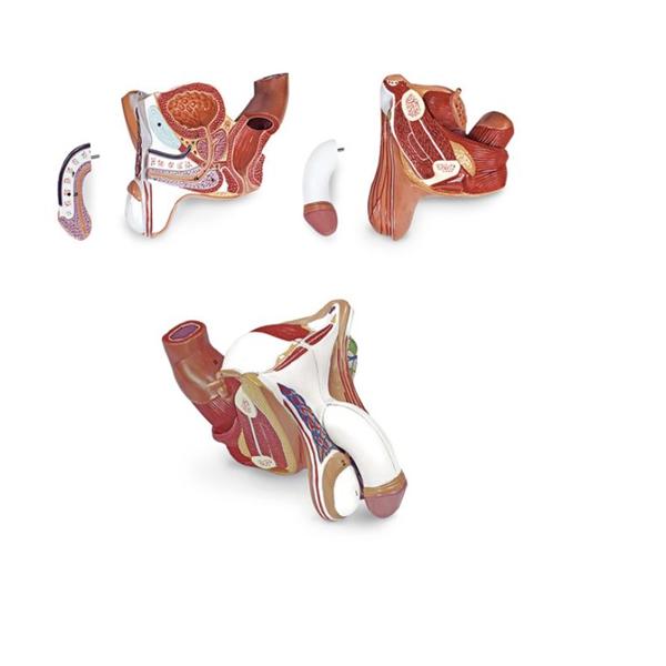 Genetalia Model Male 4-Part Ea