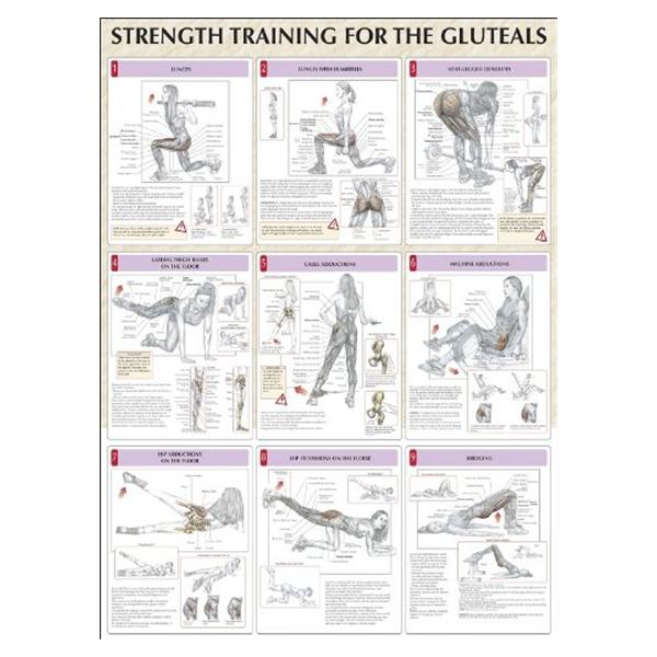 Poster Instructional Strength Training for the Buttocks 24x31\