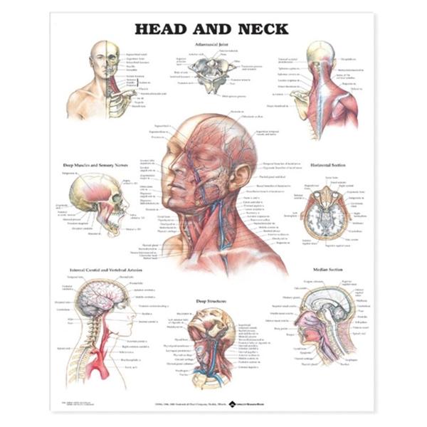 Chart Anatomical Head and Neck 20x26\