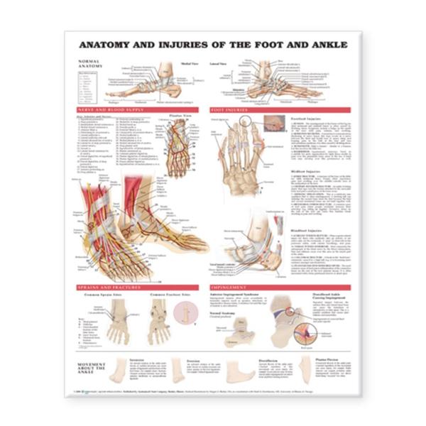 Chart Anatomical Anatomy and Injuries of the Foot and Ankle 20x26\
